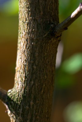 Exochorda racemosa - hroznovec hroznatý - kůra
